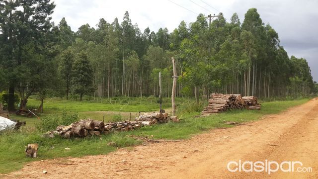 25 has en Mallorquín con Eucalyptus a ser explotados — foto 2