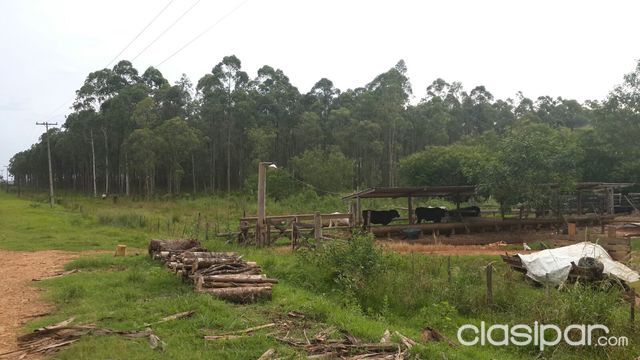 25 has en Mallorquín con Eucalyptus a ser explotados — foto 3