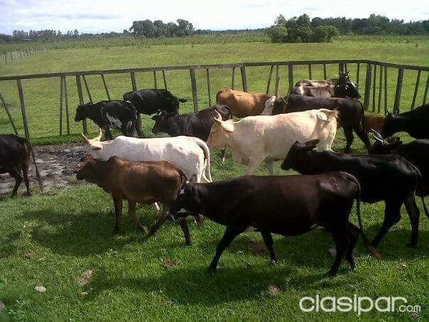 Vendo campo — foto 2