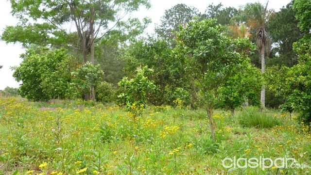 VENDO 8 Has. EN ALTOS DPTO. CORDILLERA — foto 2