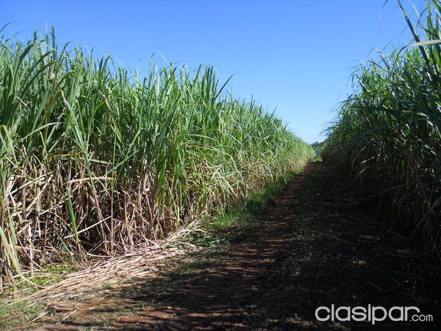 VENDO EN ARROYOS Y ESTEROS - COMPAÑIA MAINUMBY - 20 HECTAREAS — foto 2
