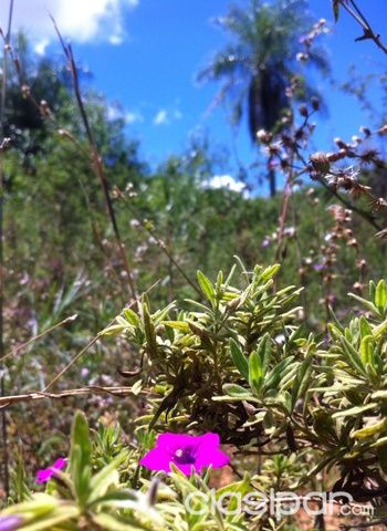 Hermoso terreno en Piribebuy — foto 2