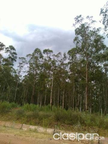 Plantacion de eucaliptos — foto 2