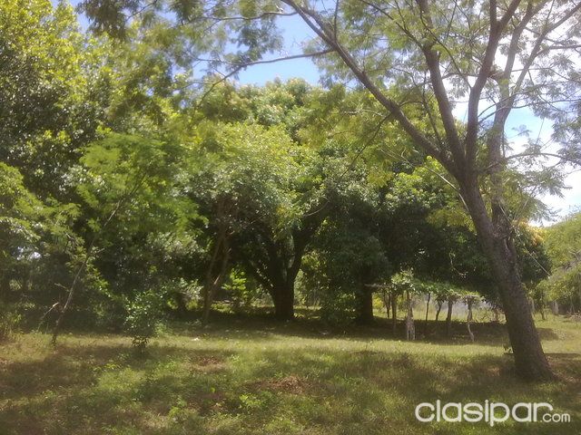 Vendo 7 hectareas cnaciente arbolado — foto 2