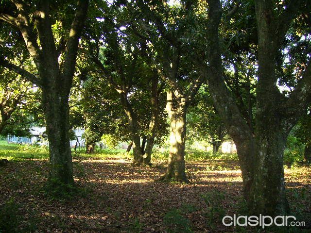Vendo 7 hectareas cnaciente arbolado — foto 3