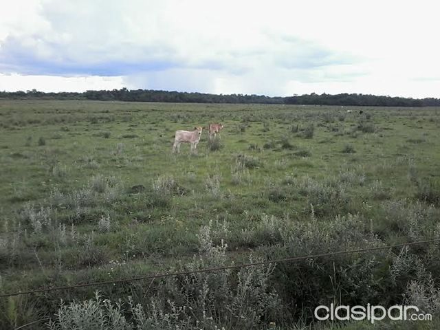 ¡¡¡¡¡¡ TERRENO DE 438 HECTAREAS......ESTANCIA DEPARTAMENTO CAAZAPA (SAN JUAN NEPOMUCENO) — foto 2
