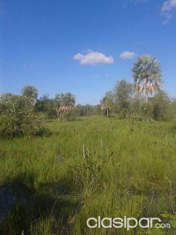 Terreno 120 has. SOBRE RUTA 12 A 10KMS DE NINFA CHACO — foto 3