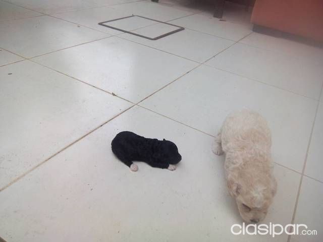 Vendo mini caniche toy hermoso — foto 2