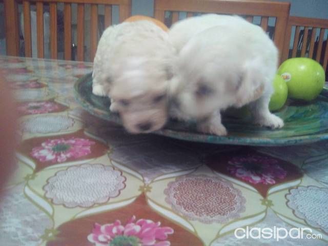 Vendo mini caniche toy hermoso — foto 3