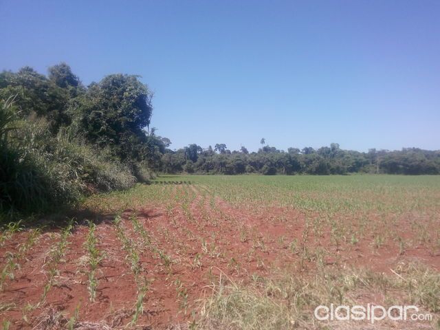 VENDO HERMOSA PROPIEDAD DE 150 HECTAREAS EN SANTA TERESA TIERRA ALTAMENTE PRODUCTIVA — foto 2