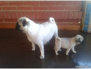 VENDO PUG ....