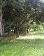 VENDO HERMOSOS TERRENOS EN YPACARAI!!!!! — foto 2
