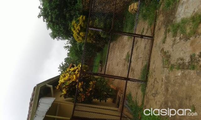 Vendo Casa En Luque — foto 2