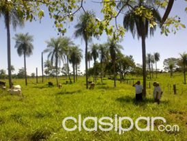 Granja de 18 hectareas con producciones frutales en Concepcion — foto 3