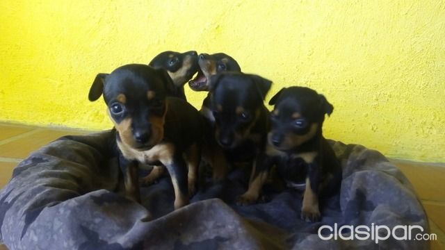 Perros - Gatos - MINI PINSCHER EN VENTA VERDADERO TAMAÑO CERO