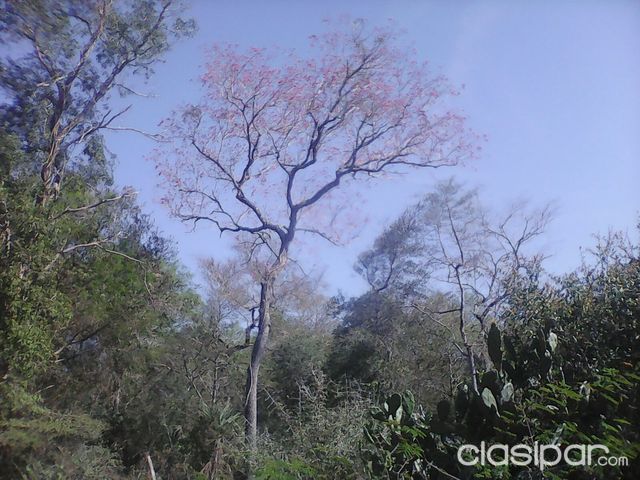 Campo de 200 has en Bajo Chacho — foto 3