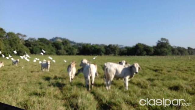 Campo De 28 Ha Trinidad Itapúa. — foto 2