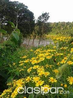 Terreno a orillas del parana — foto 2