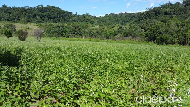 Vendo Campo en Trinidad — foto 2