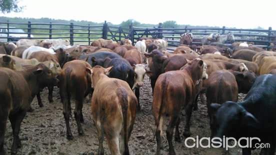 ZONA MONTELINDO - ESTANCIA 11.000 Has. — foto 2