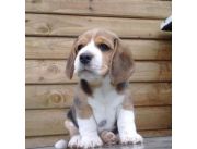 Beagle en venta, cachorros super puros