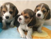 Cachorritos beagle en venta