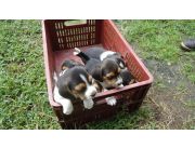 Cachorros beagle - beagles de 45 dias