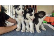 CACHORROS HUSKY SIBERIANOS SUPER PUROS