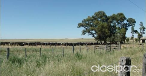 Estancias Ganaderas, Agricolas, Mixtas con Casa familiarr — foto 2