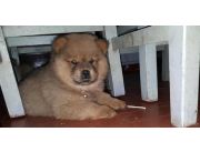 Cachorritos Chow Chow