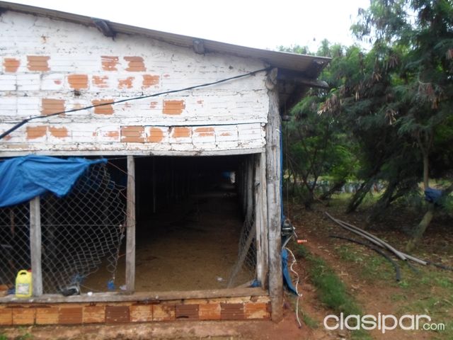 Gallineria funcionando en Nueva Italia — foto 2