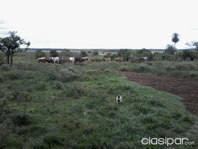 !! TERRENO 438 HECTAREAS DEPARTAMENTO CAAZAPA (SAN JUAN NEPOMUCENO) — foto 2