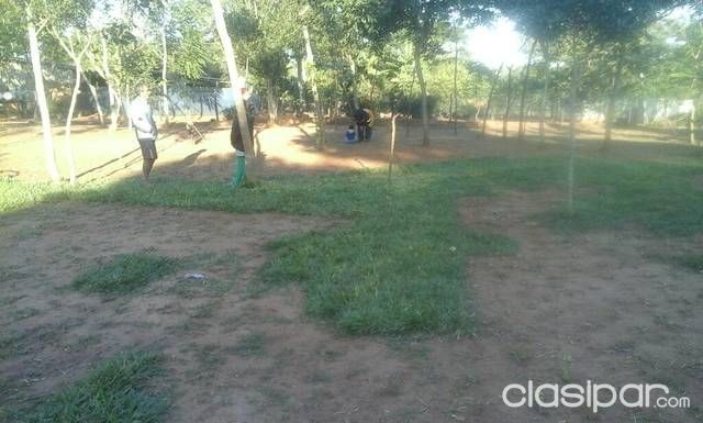Vendo terreno en luque — foto 3