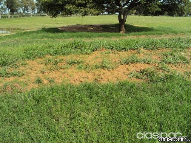 Establecimiento Agroganadero — foto 3