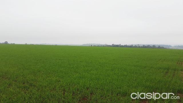 VENDO TERRENO MECANIZADO EN COLONIAS UNIDAS — foto 2