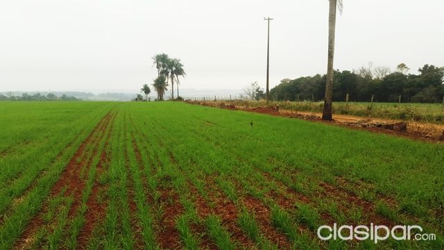 VENDO TERRENO MECANIZADO EN COLONIAS UNIDAS — foto 3