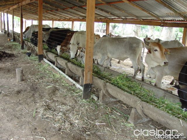 VENDO CAMPO CON ANIMALES Y VIVIENDA CNEL. OVIEDO — foto 2