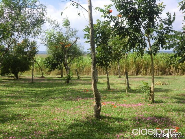 VENDO CAMPO CON ANIMALES Y VIVIENDA CNEL. OVIEDO — foto 3