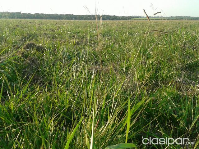 CAMPO RURAL — foto 2