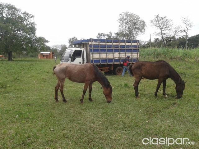 VENDO GRANJA 10hts EN CONCEPCION — foto 2