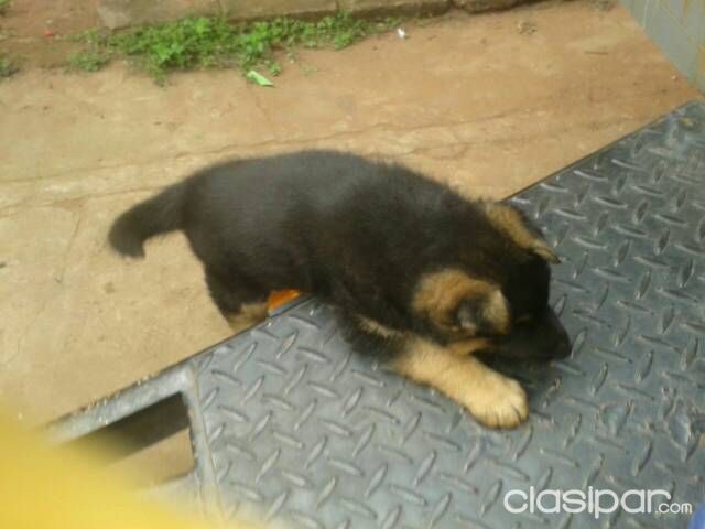 Cachorro pastor aleman — foto 2