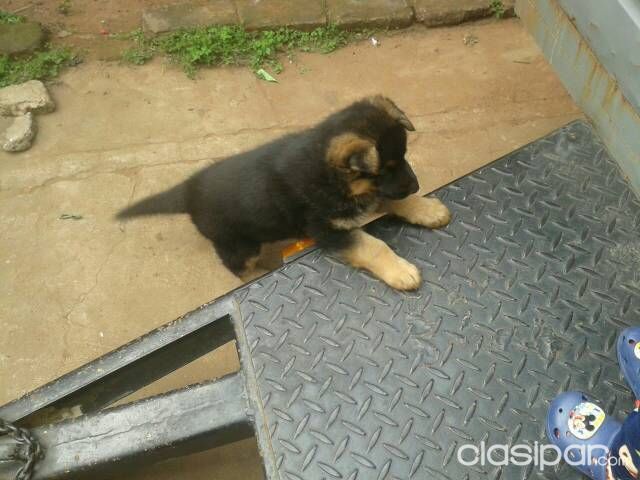Cachorro pastor aleman — foto 3