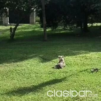 Terreno en esquina en barrio Molinos Luque — foto 3