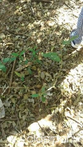 Terreno en san ignacio — foto 3