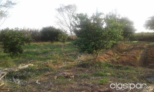 Vendo viñedo en La Colmena — foto 2