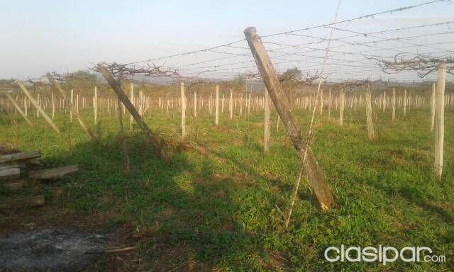 Vendo viñedo en La Colmena — foto 3