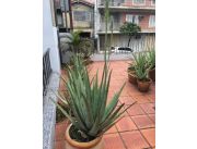 Vendo Plantas, Hojas Y Gel De Aloe Vera Barbadensis