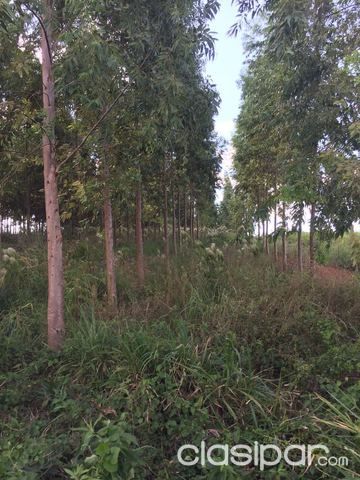 VENDO 9 HAS TIERRA 100% ROJA EN FORTUNA HERNANDARIAS A 5 KM DE LA SUPERCARRETERA ITAIPU — foto 2
