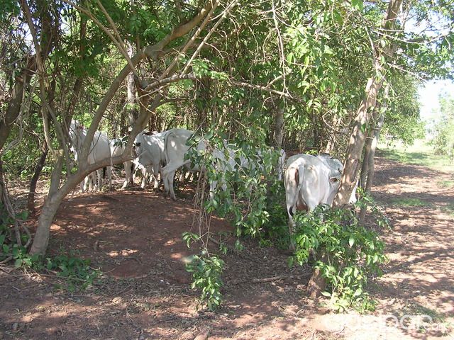 Vendo campo en Chore — foto 2