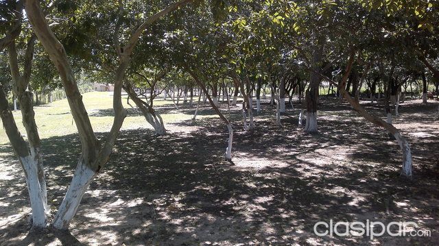 CASA QUINTA — foto 2